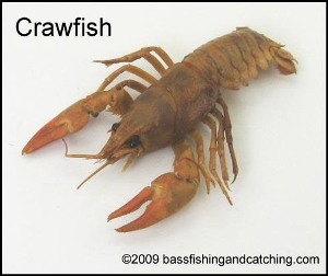 Live Crawfish
