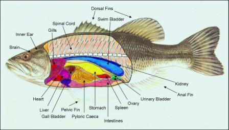 Fish Anatomy Fins