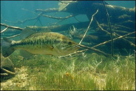 Largemouth Bass Habitat Has Certain Requirements To Insure Survival
