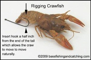 Live Crawfish Are Mother Nature's Gift Bass Bait To Bass Fishermen