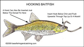 How to Rig a Live Bait Fish so it Stays Alive Longer